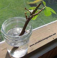 Super Simple Minimal Investment Container Gardening Fruit Fig Tree Dwarf Fruit Trees
