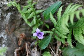 Image result for Viola eminii