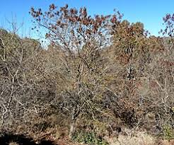 Image result for Acacia amythethophylla