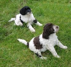 Poodle puppies for sale in wyoming send a pm for more info. Miniature Parti Poodle Puppies For Sale Glasgow Lanarkshire Pets4homes