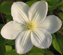 Check spelling or type a new query. Clematis Marie Boisselot Taylors Clematis