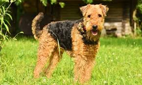 Advertise a pet for free. Meet The Breed The King Of Terriers Airedale Terrier Barking Royalty