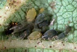 Best type generally is cohort life table = dynamic life table; Pests And Diseases Cause Worldwide Damage To Crops California Agriculture News California Agriculture