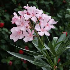Image result for Nerium oleander