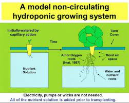 A Model Non Circulating Hydroponic Growing System Hydroponics Dipole Antenna Hydroponic Growing