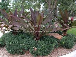 Zone 8b · 15° to 20° f, zone 9a · 20° to 25° f, zone 9b · 25° to 30° f, zone 10a · 30° to 35° f, zone 10b · 35. Queen Emma Crinum Lilly From The Greenery In Tampa Bay Tropical Landscaping Tropical Landscape Design Plants