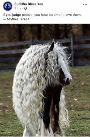 Pin By Sherri In Kc On B U In 2020 Buddha Animals Mother Teresa