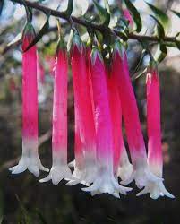 Fuchsia Native Plant Of Australia Fuchsia Flower Special Flowers Fuchsia Plant