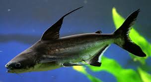 Ikan ini dikenal dengan banyak nama di berbagai daerah: Mengenal Ikan Genghis Khan Si Ikan Predator Air Tawar Yang Mirip Ikan Hiu Ikanesia Id