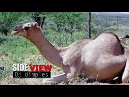 Angry black camel runs away during qurbani in pib colony | danger camel qurbani eid ul adha part 2/3. Camel Slaughter Youtube