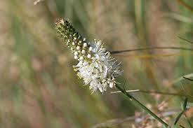 Image result for Buchnera candida