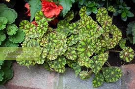 I have it under a light during the winter months and set it outside. Begonia Tiger Paws Stock Photo By Jenny Lilly Image 0416006