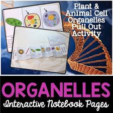 Check spelling or type a new query. Interactive Cell Worksheets Teaching Resources Tpt