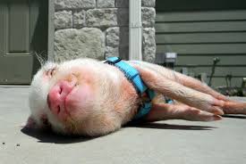 Give a healthy pig a home. Mini Pig Frequently Asked Questions Faqs Life With A Mini Pig