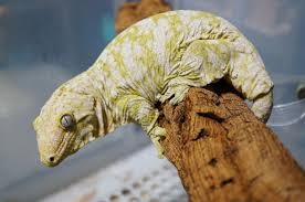 The new caledonian giant gecko or leach's giant gecko (rhacodactylus leachianus), is a large species of gecko first described by georges cuvier in 1829. How To Setup A Giant Gecko Vivarium Rhacodactylus Leachianus Cute766
