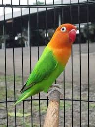 Check spelling or type a new query. 10 Ide Jual Beli Burung Burung Gambar Burung Burung Kolibri