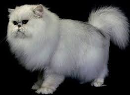 Penampilan fisik kucing tentunya akan memberikan pengaruh dalam menentukan pilihan. Nama Kucing Kesayangan Nabi Muhammad 81021 Nama Untuk Kucing Comel Lucu Dan Unik