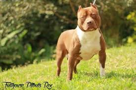 Pin On American Pitbull Terrier