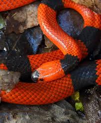 James Adams More Micurus Nigrocinctus From Today Cause I Can Never Get Enough Of That Neurotoxic Eye Candy Th Beautiful Snakes Reptile Snakes Coral Snake