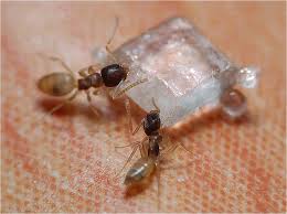 How to get rid of tiny ants. How To Get Rid Of Sugar Ants
