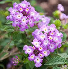 Buy Lantana Camara Lavender Plant Online From Nurserylive At Lowest Price Lavender Plant Lantana Plants