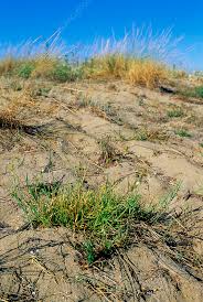 Image result for Cenchrus incertus