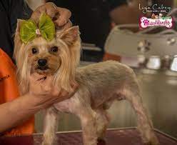 yorkshire asian style cucuta colombia