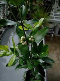 Image result for Alyxia