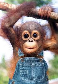 Funny Animals Collection Cuddly Animals Cute Little Animals Cute Baby Animals