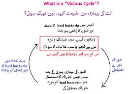 How Does Scd Diet Heals Intestinal Ulcers Pak Project