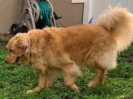 If you are interested in completing your family with one of our golden retrievers, please fill out and submit our puppy application. Testimonials Akc Golden Retriever Puppies For Sale In Ohio