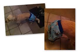 Pin On Dog Stuff
