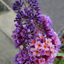 Buddleia Flower Power Butterfly Bush Free Delivery