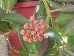 Pin On Hoya