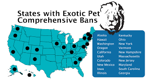 Exotic pets online delivery at fair affordable prices. Owning An Exotic Pet Legalities Liabilities 2020