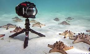 Maybe you would like to learn more about one of these? Time Lapse Video Reveals Underwater Rush Hour In Which Starfish Crash Into Each Other Daily Mail Online