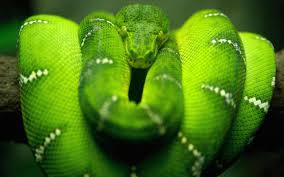 Get personalized updates in discover*: Snake Live Wallpaper For Android Apk Download