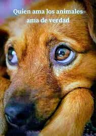 Pin De Honey Lau En Aprendiendo De Mi Perro Amo Los Perros Perros Amor Animal