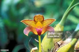 Image result for Bulbophyllum cochleatum