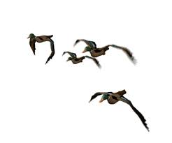 Animated Bird Gif Bird Gif Beautiful Birds Art Birds Gif