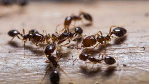 Image result for Fire Ant Sting