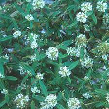 Image result for Spermacoce kirkii