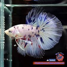 Pin On Betta Fish