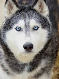 Petloss.com Year 2009 Tributes