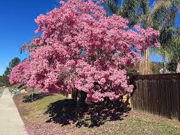 Image result for Handroanthus sp. near impetiginosus