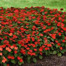 Image result for Impatiens briartii