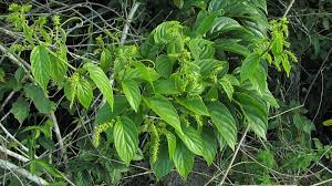 Image result for Gouania