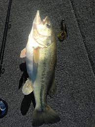Sand Hollow Winter Bass Fishing Bass Fishing Tips Bass Fishing Fish