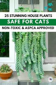 25 Gorgeous Houseplants That Are Safe For Cats And Dogs Aspca Approved Cat Safe Plants Houseplants Safe For Cats Safe House Plants