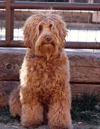 Complete Guide On Labradoodle Size And Weight Labradoodles